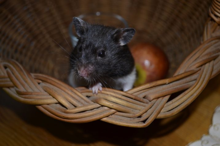 Hamster