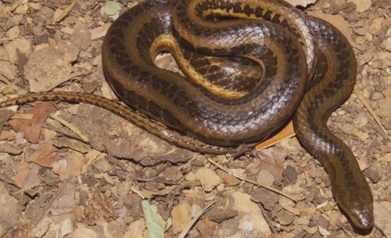 Trata-se da Helicops boitata, uma serpente d’água batizada em homenagem à figura do folclore brasileiro que protege florestas e animais contra incêndios provocados pelo homem. 
-Divulgação