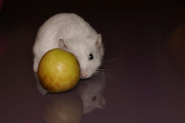 Hamster