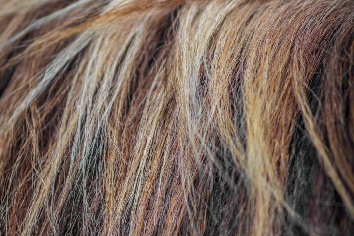 A infestação por piolhos, conhecida como pediculose, não está relacionada à falta de higiene, pois esses parasitas podem sobreviver em qualquer tipo de cabelo, independentemente de quão limpo esteja.