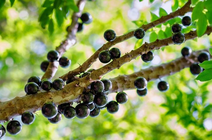 jabuticabeira