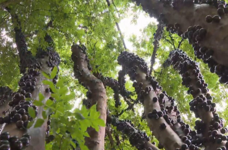 Dica preponderante garante crescimento saudável da jabuticabeira