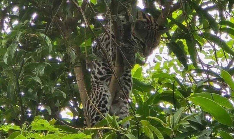 Jaguatirica e onça 