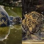 Montagem - concurso de fotografia fotos pantanal