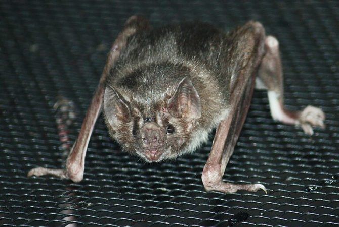 Cientistas revelam por que morcegos-vampiros teriam energia suficiente para correr em esteiras