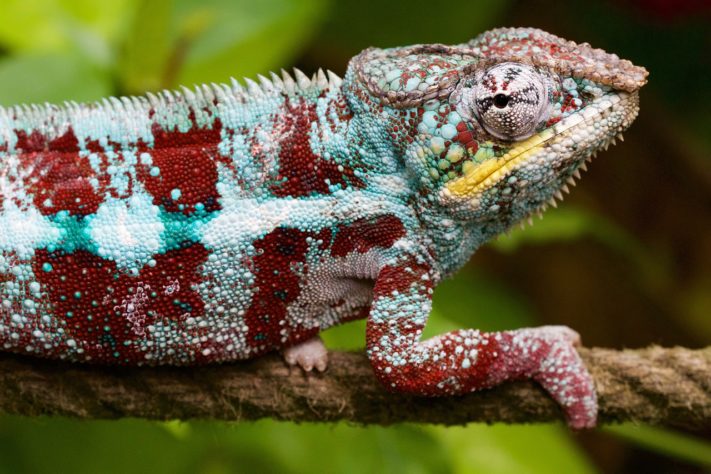 Camaleão