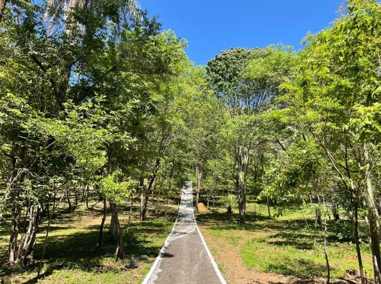 A veterinária observou o comportamento da jaguatirica e concluiu tratar-se de espécie silvestre endêmica na região. Segundo a profissional, o animal não costuma atacar pessoas, mas estava assustado com a movimentação de pessoas e irá retornar ao Parque da Sapucaia (foto) assim que se acalmar. 
