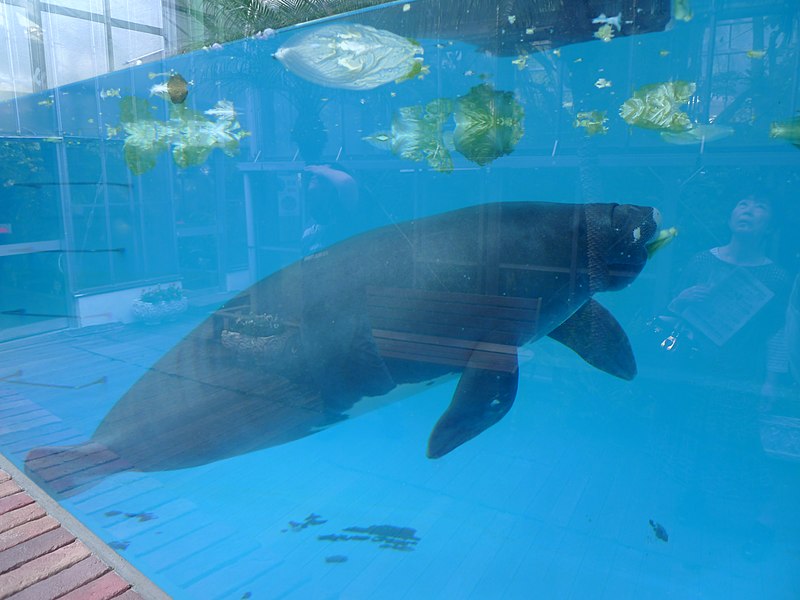 O peixe-boi Ã© um animal solitÃ¡rio, mede atÃ© 4 metros, pode pesar 800 quilos, e, de acordo com os biÃ³logos, corre risco de extinÃ§Ã£o. 