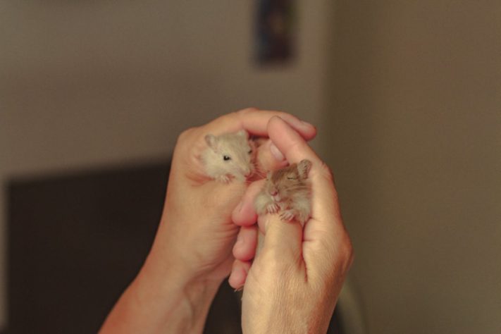 Hamster