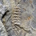 Fóssil de girino- larva de sapo - gigante foi encontrado na Argentina