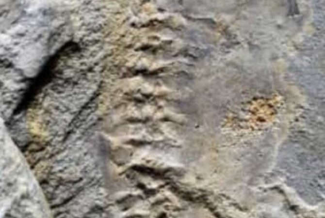 Fóssil de girino gigante é encontrado por cientistas na Argentina