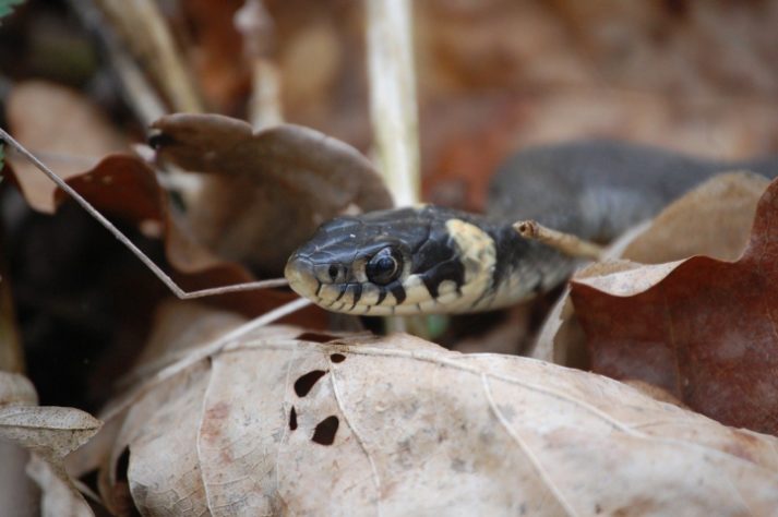 Cobra em jardim - NEUTRA