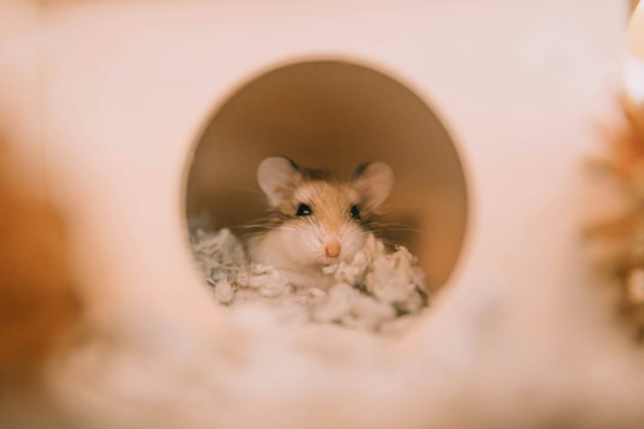 Hamster
