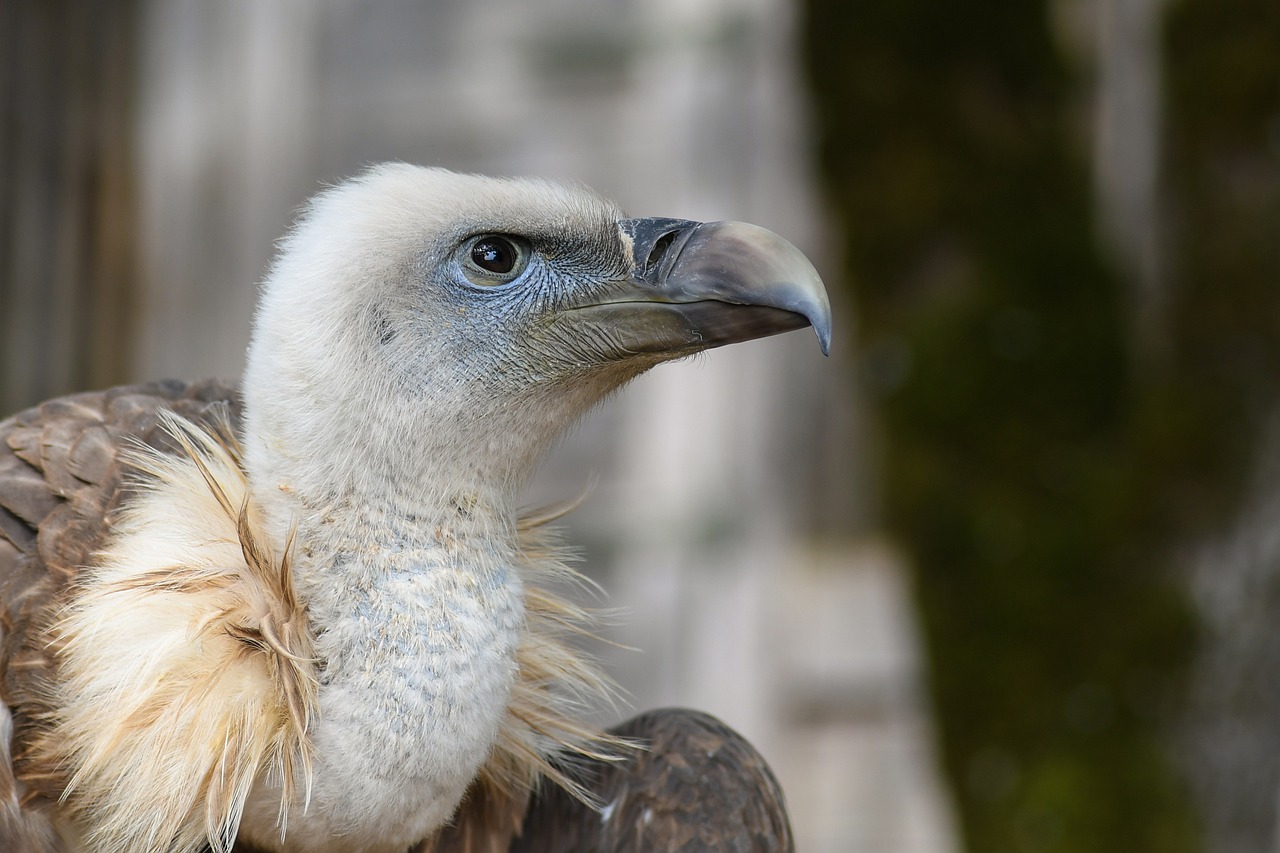Geralmente, sÃ£o encontrados em regiÃµes de savanas, pastagens e semi-desertos. Embora tenham comportamentos semelhantes ao do urubu, esses animais fazem parte de famÃ­lias de aves distintas.