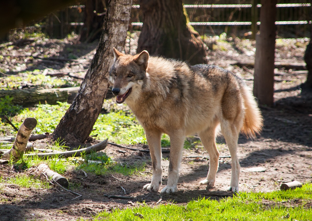 Programas locais na Etiópia trabalham para vacinar cães domésticos contra doenças e educar comunidades sobre a importância de proteger o lobo-etíope. Áreas protegidas foram ampliadas.

