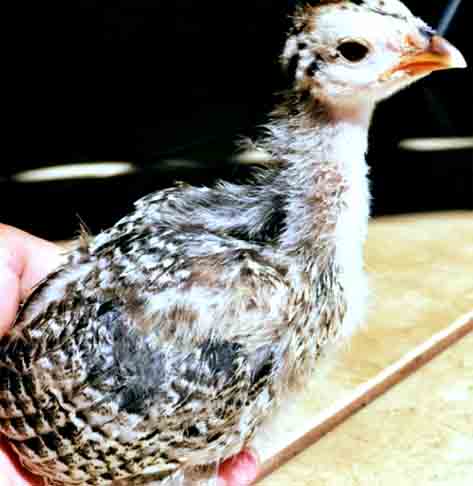 Raridade: Criadouro registra nascimento de filhote de Galinha D
