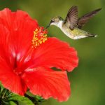 hibisco - As flores preferidas dos beija-flores - Flickr Michael Bons