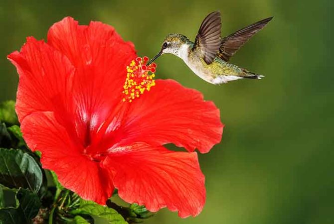 Preferidas dos beija-flores: saiba por que essas flores atraem os pássaros