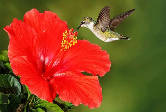 Beija-flores 
