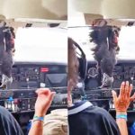 Avião monomotor colide com urubu e voa com a ave pendurada na cabine - Reprodução de Redes Sociais
