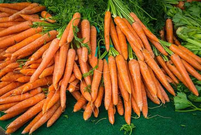 Como a cenoura se tornou indispensável na cozinha e na saúde
