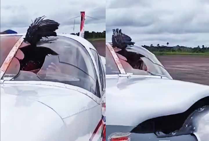 Passageiros compartilharam as imagens da aeronave nas redes sociais. Isso mostra os riscos da vida selvagem para a aviação, sobretudo em áreas onde avistamentos de aves são comuns.

