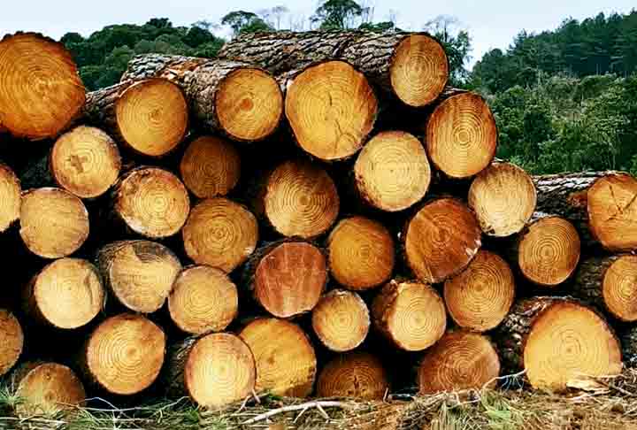 Cupins preferem madeiras macias como pinus, eucalipto e compensados, ricas em celulose e com baixa resistência natural. - Divulgação