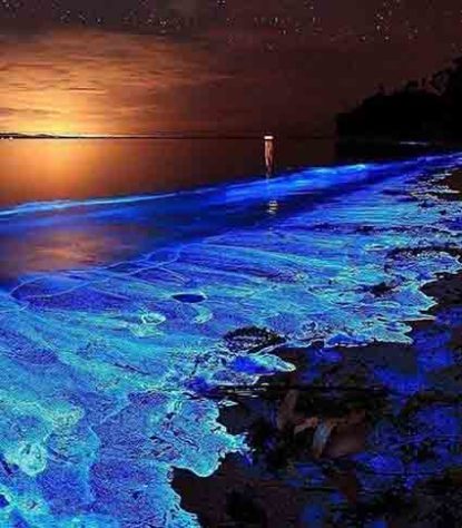Mar Iluminado - bioluminescência