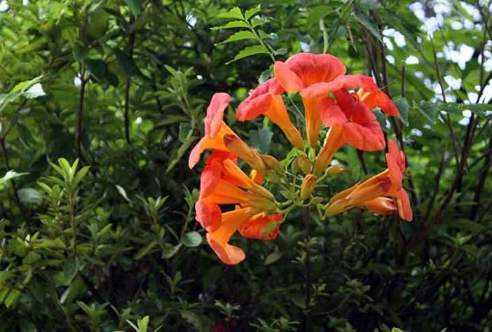 Beija-flores 