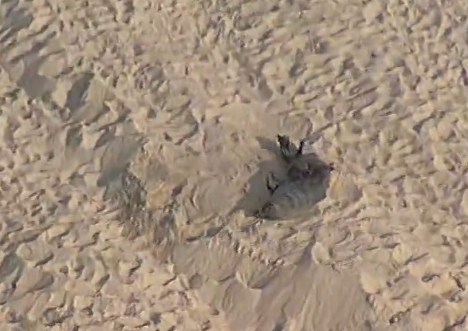 "É um animal que não é tão comum nessa época do ano no Rio de Janeiro. Ele é mais comum no meio do ano, com as correntes marítimas da Antártida", explicou na ocasião o biólogo Izar Aximof, ao g1.