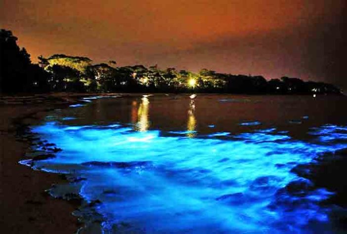 Mar Iluminado - bioluminescência