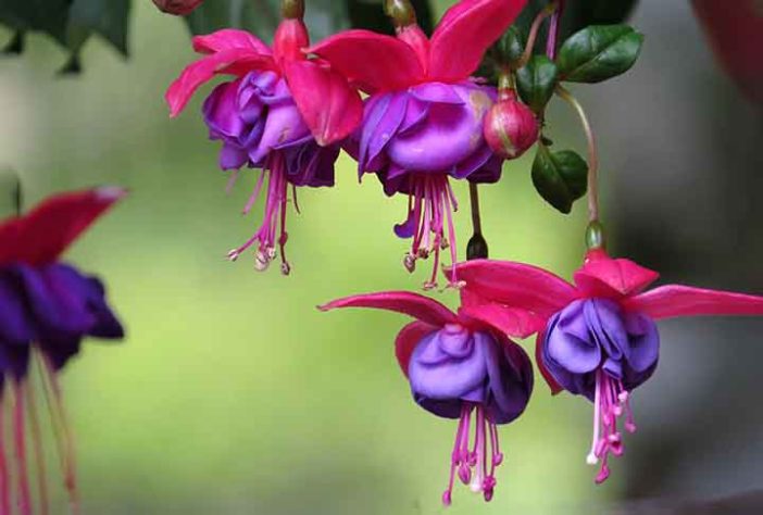 Beija-flores 