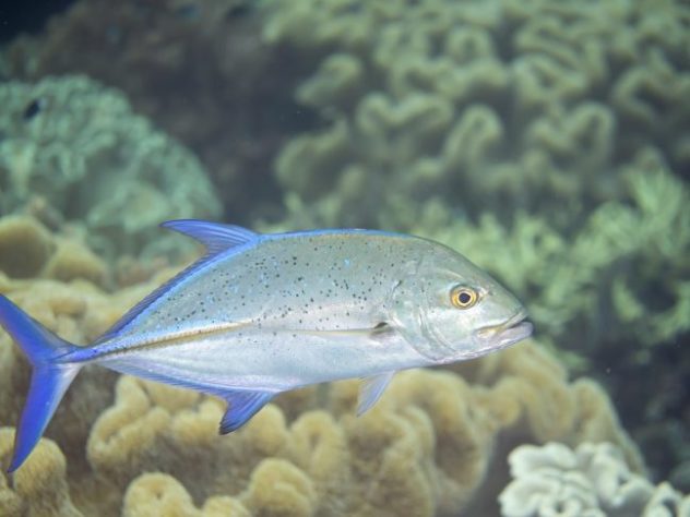 Atum bluefin
