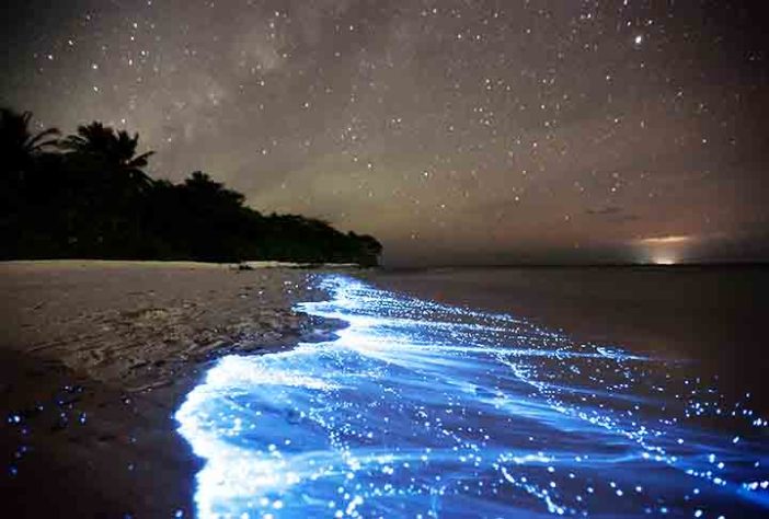 Mar Iluminado - bioluminescência