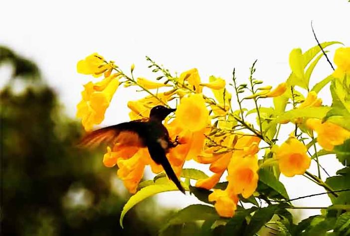 Beija-flores 
