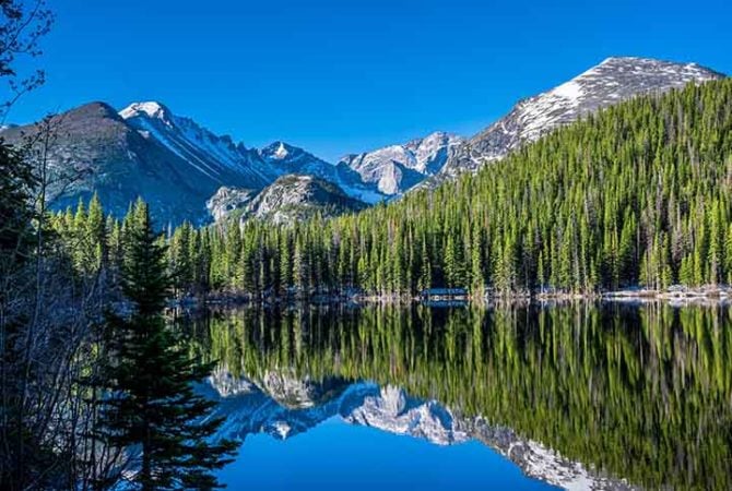 Coníferas embelezam paisagens frias do planeta; conheça sobre essa linda árvore