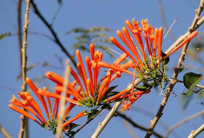 Beija-flores 