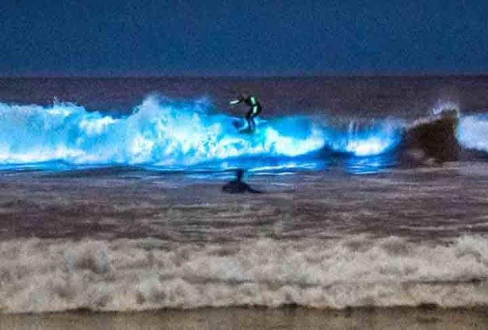 Mar Iluminado - bioluminescência