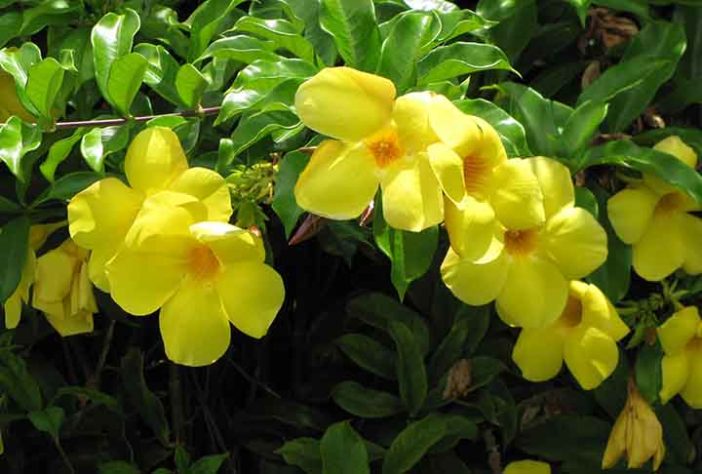 Beija-flores 