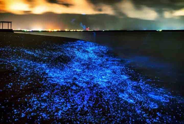 Mar Iluminado - bioluminescência