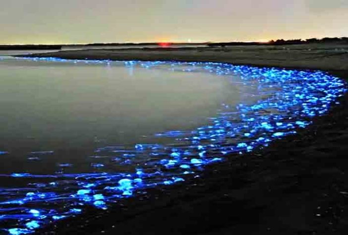 Mar Iluminado - bioluminescência