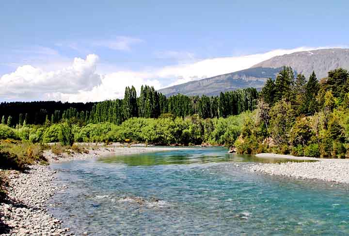 Chile - A Patagônia conta com coníferas como as araucárias, únicas e adaptadas ao clima frio e ventoso. As araucárias se destacam por sua forma imponente, com troncos retos e ramos que formam uma copa simétrica. Têm grande importância ecológica e econômica:

