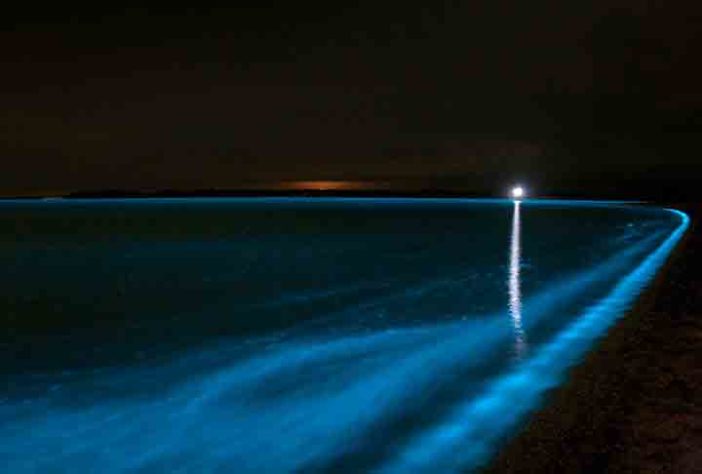 Mar Iluminado - bioluminescência