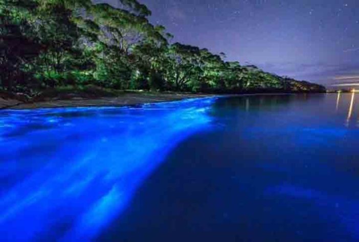 Mar Iluminado - bioluminescência