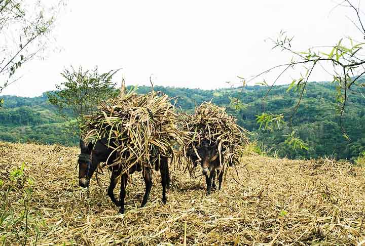 Nos primórdios, a rapadura era fabricada em moendas de madeira movidas por água, bois e cavalos. Embora, na atualidade a rapadura possa ser feita por processo industrial, o mais comum no Brasil ainda é o fabrico artesanal em pequenos engenhos. 
- Flickr Rita Willaert
