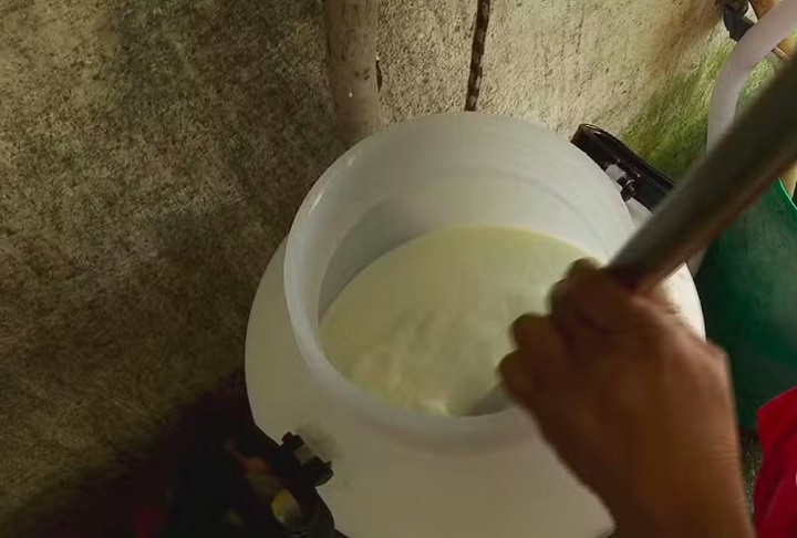 Após o leite ser misturado com o pingo e o coalho, a mistura descansa por 40 minutos antes de ser levada à fábrica, onde o queijo ganha forma, recebe o sal e passa por uma maturação de 22 dias.