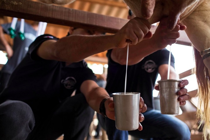 O segredo do Queijo Minas Artesanal está na qualidade do leite, que é testada após a ordenha.