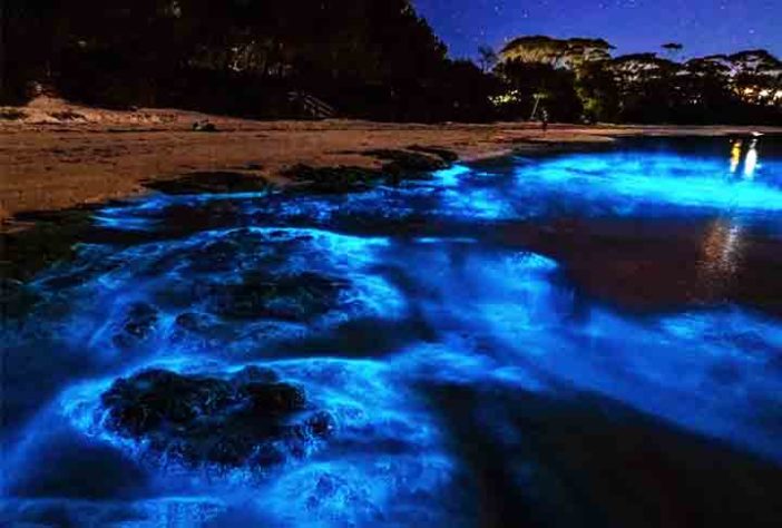 Mar Iluminado - bioluminescência