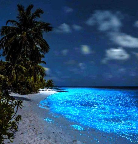 Mar Iluminado - bioluminescência