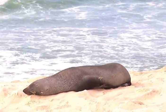 Joca, o lobo-marinho que surgiu na Praia de Ipanema virou atração